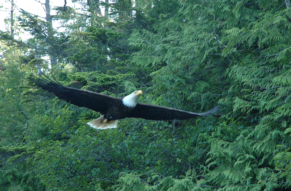 Eagle-San Lorenzo-p17udi4mb311c11n461o9h2ujm1a Eagle-San Lorenzo-p17udi4mb311c11n461o9h2ujm1a
