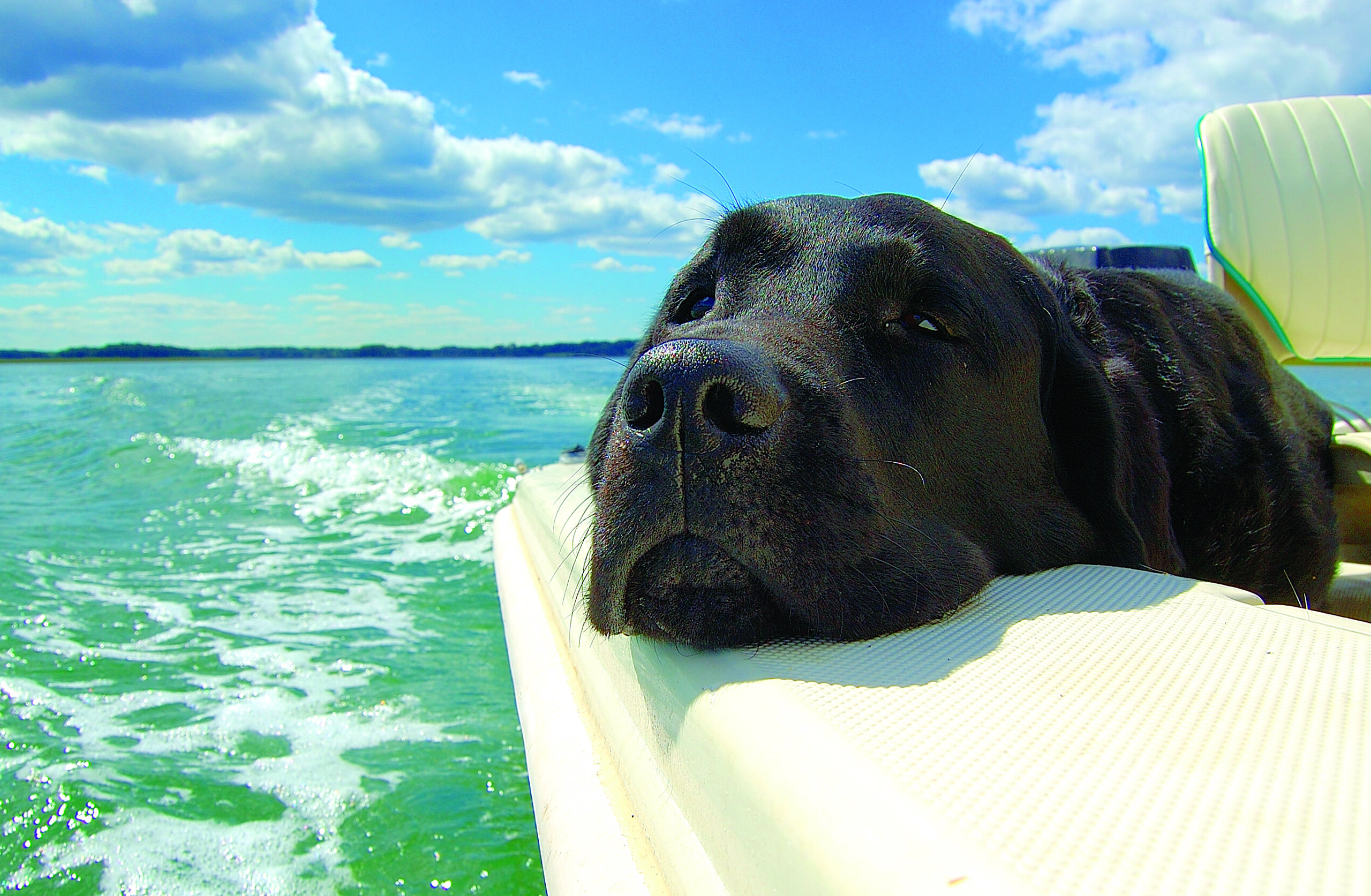 summerdog summerdog