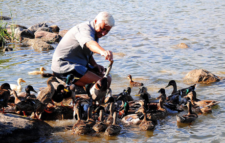 ducks ducks