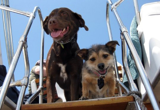 Rosco and Piper Rosco and Piper