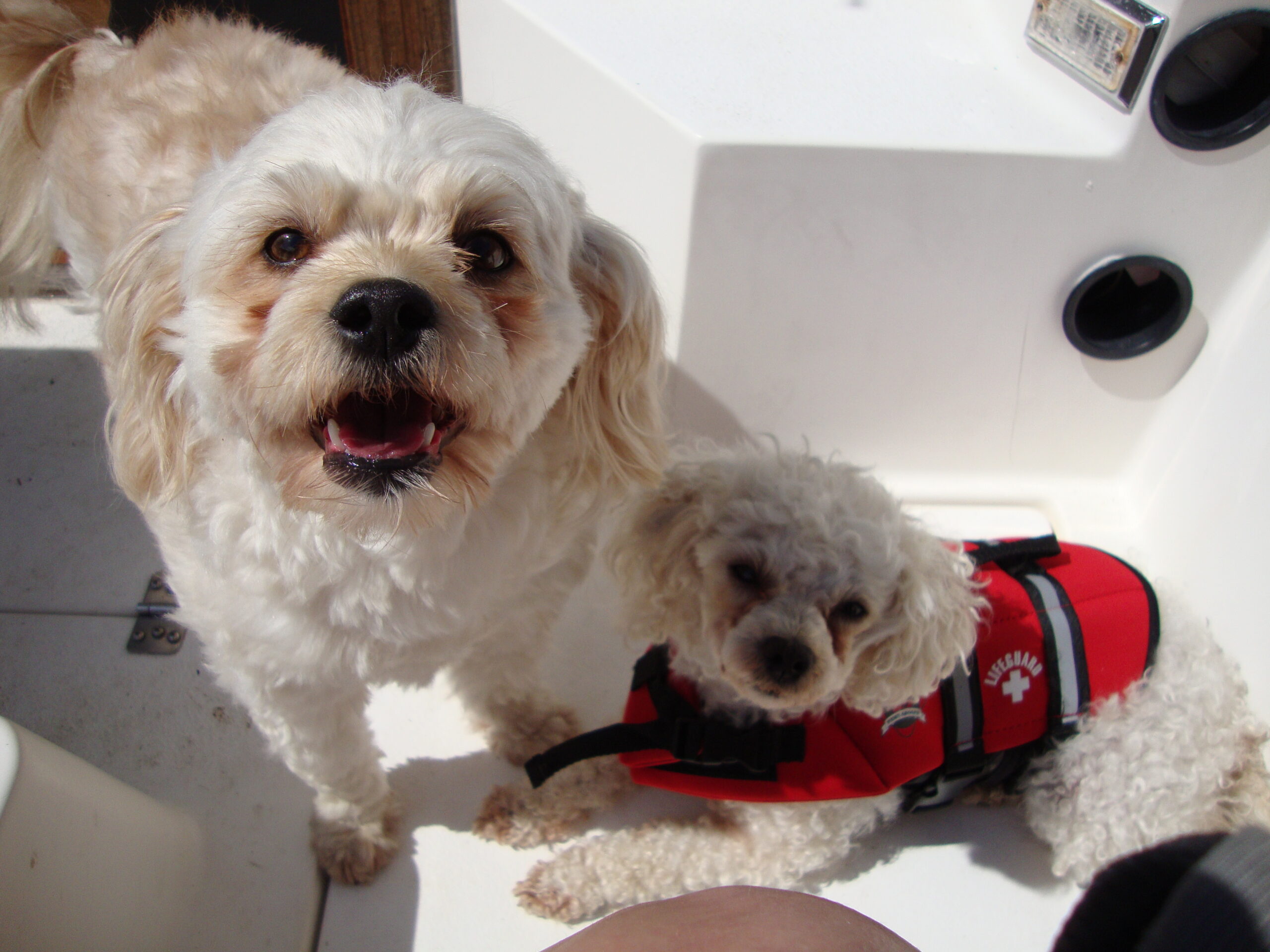 boat dogs boat dogs