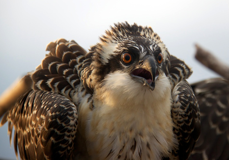 Osprey_01