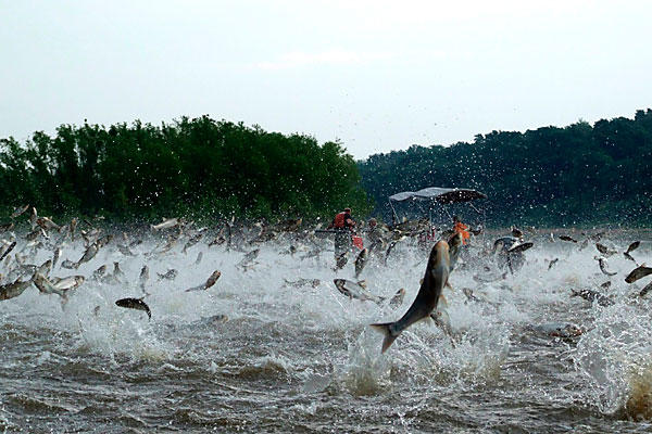 0106-aillinoiscarp-asian-carp-great-lakes-full_full_600 0106-aillinoiscarp-asian-carp-great-lakes-full_full_600