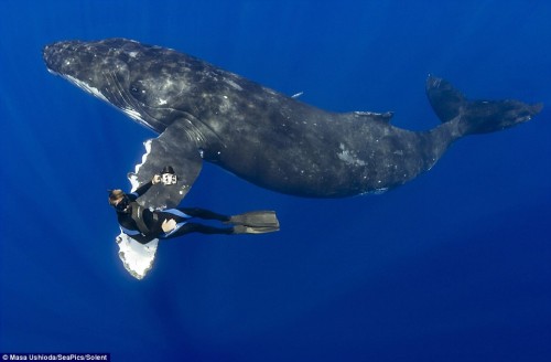 whale0512-500x328
