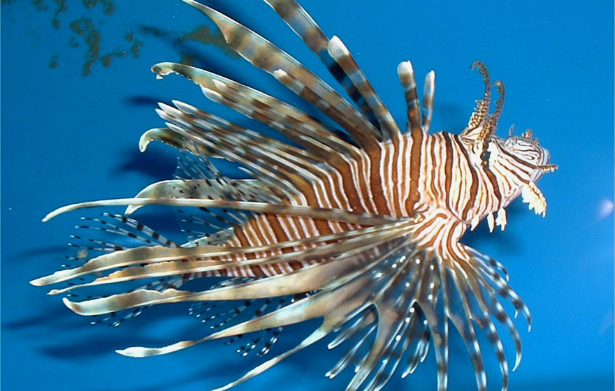 lionfish