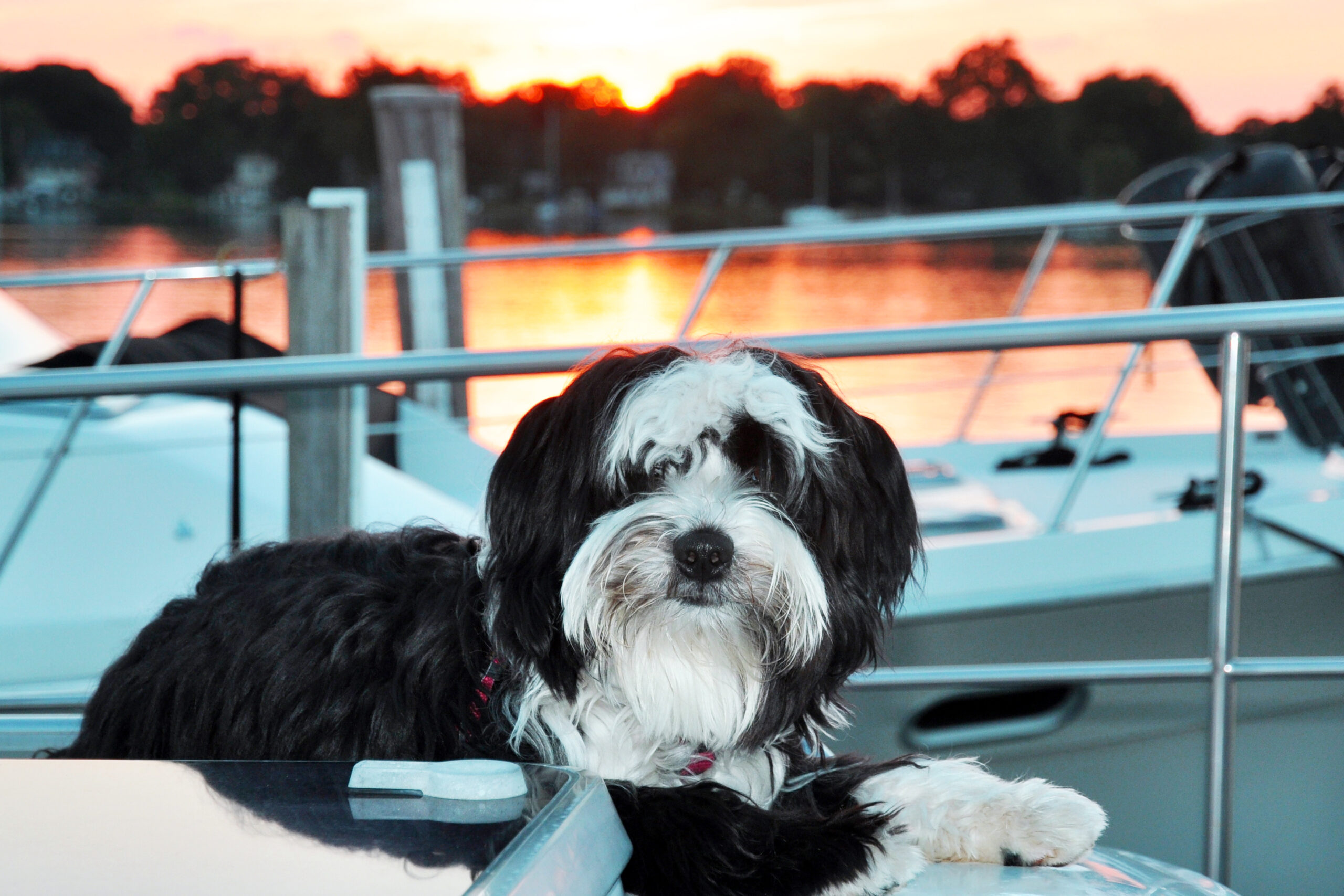 Lucca on Freedom’s cabin_Sept 2014 Lucca on Freedom's cabin_Sept 2014