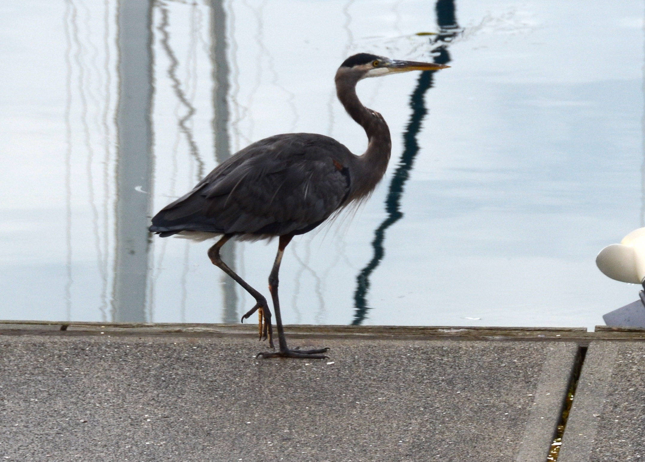 september 14 dock pix 2014-09-23 040 september 14 dock pix 2014-09-23 040