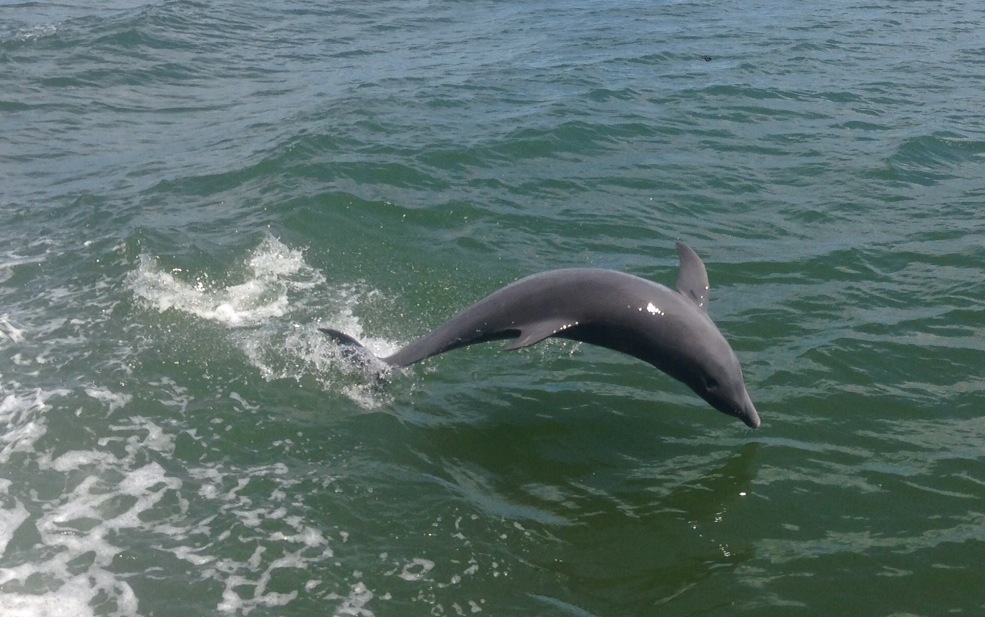dolphin-flips-1
