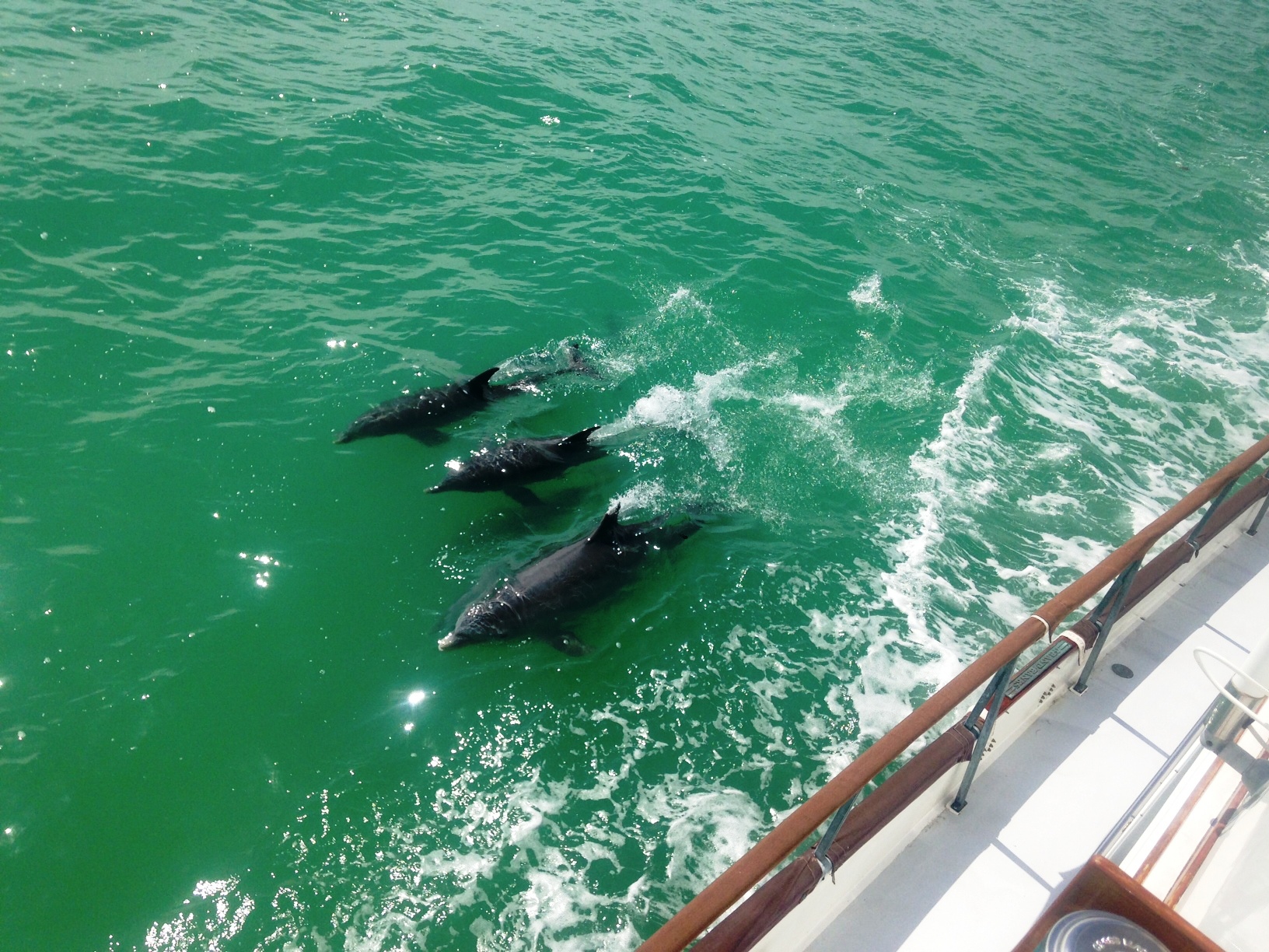 dolphin-pod-on-starboard dolphin-pod-on-starboard