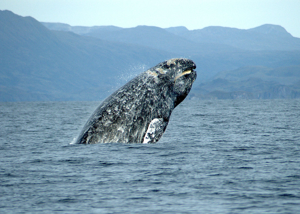 GraywhaleNOAA GraywhaleNOAA