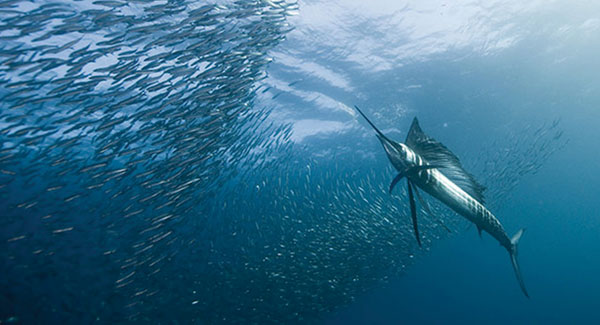 sailfish-600x325