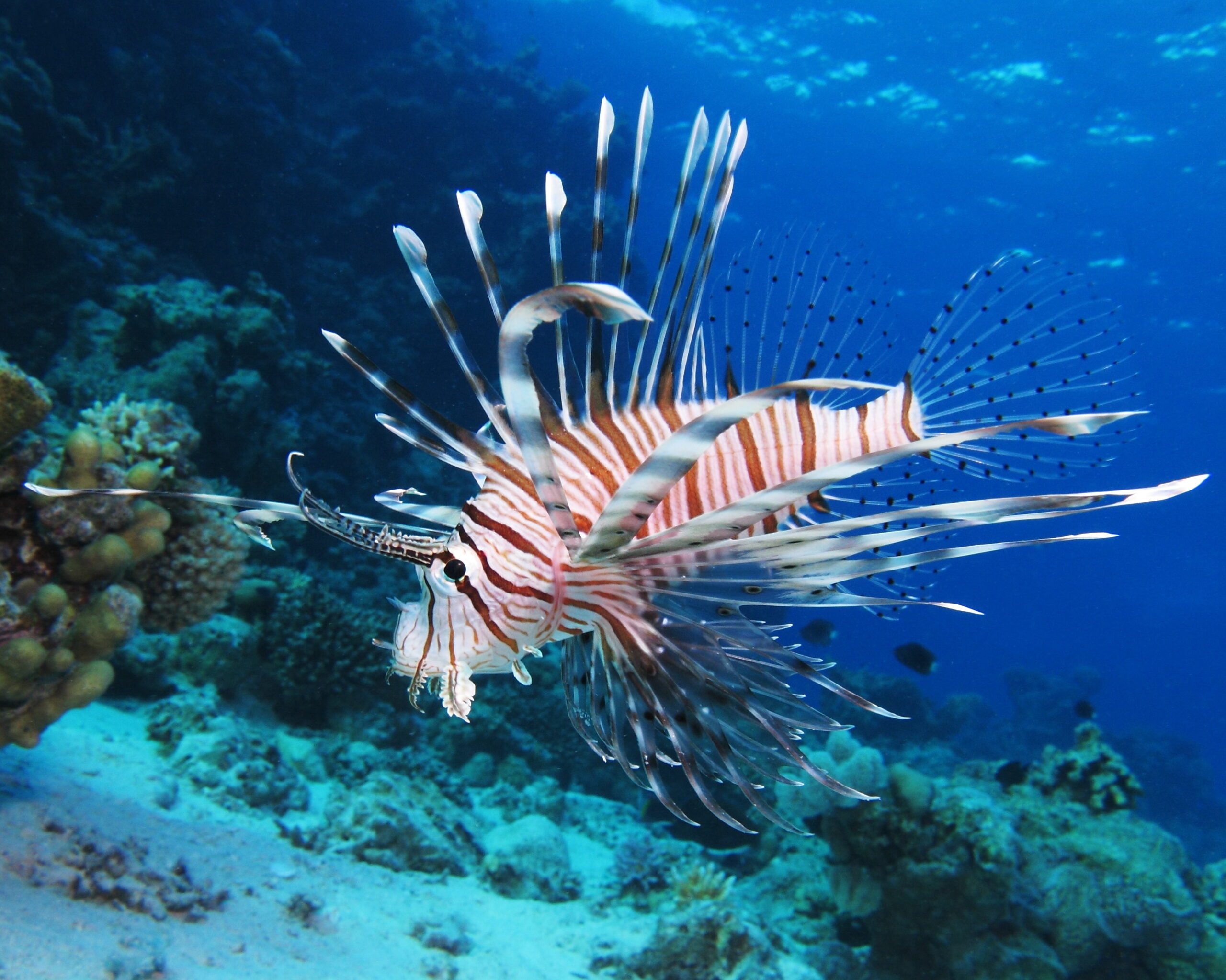 Common_lionfish_at_Shaab_El_Erg_reef_(landscape_crop) Common_lionfish_at_Shaab_El_Erg_reef_(landscape_crop)