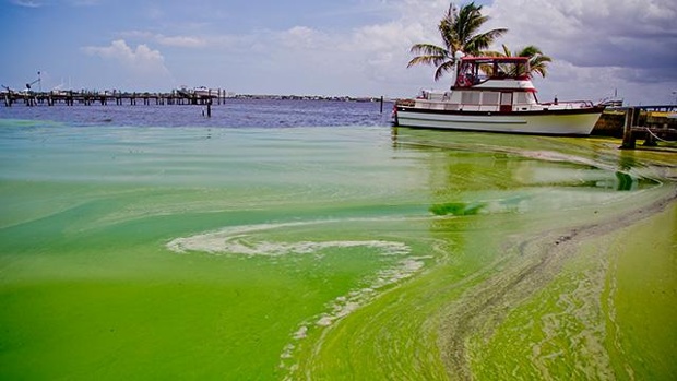 algae0708