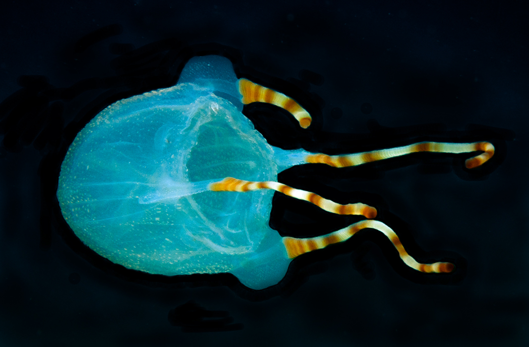 4 – Bonaire_Box_Jellyfish 4 - Bonaire_Box_Jellyfish