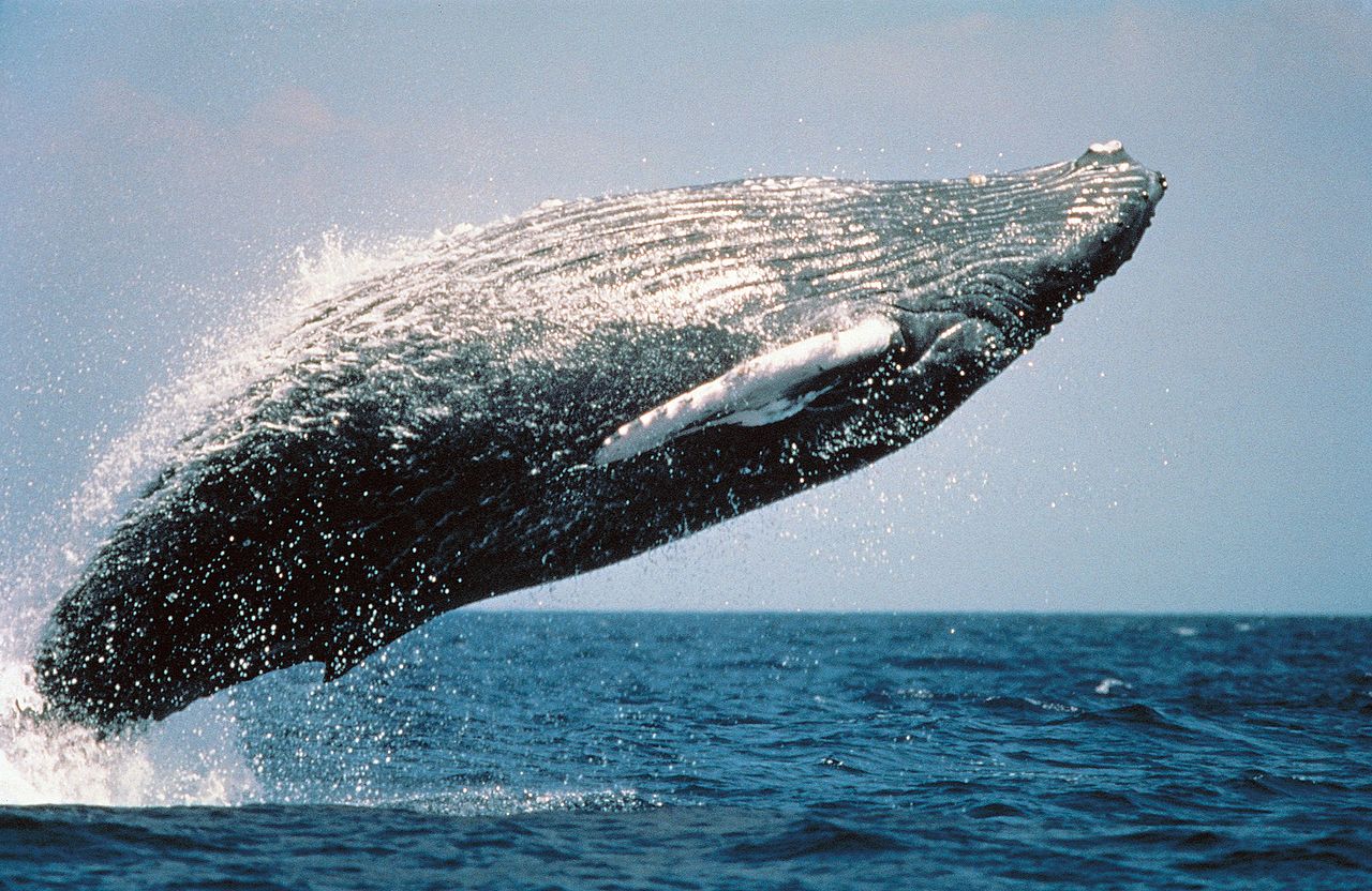 1280px-HumpbackWhaleBreaching