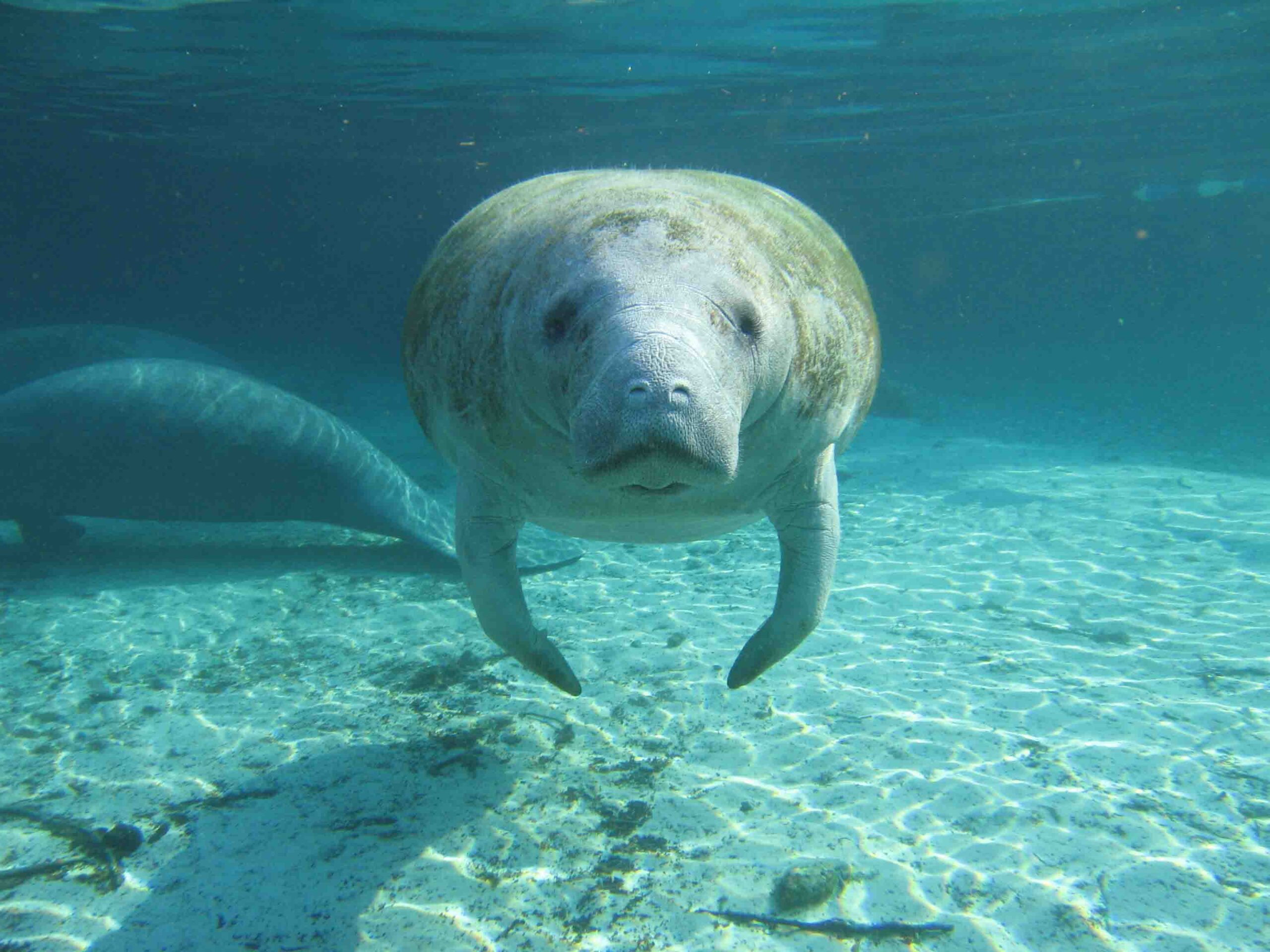 Manateeface