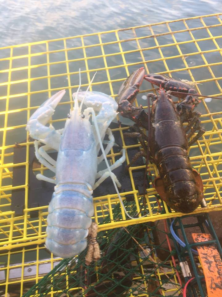 Clearlobster2