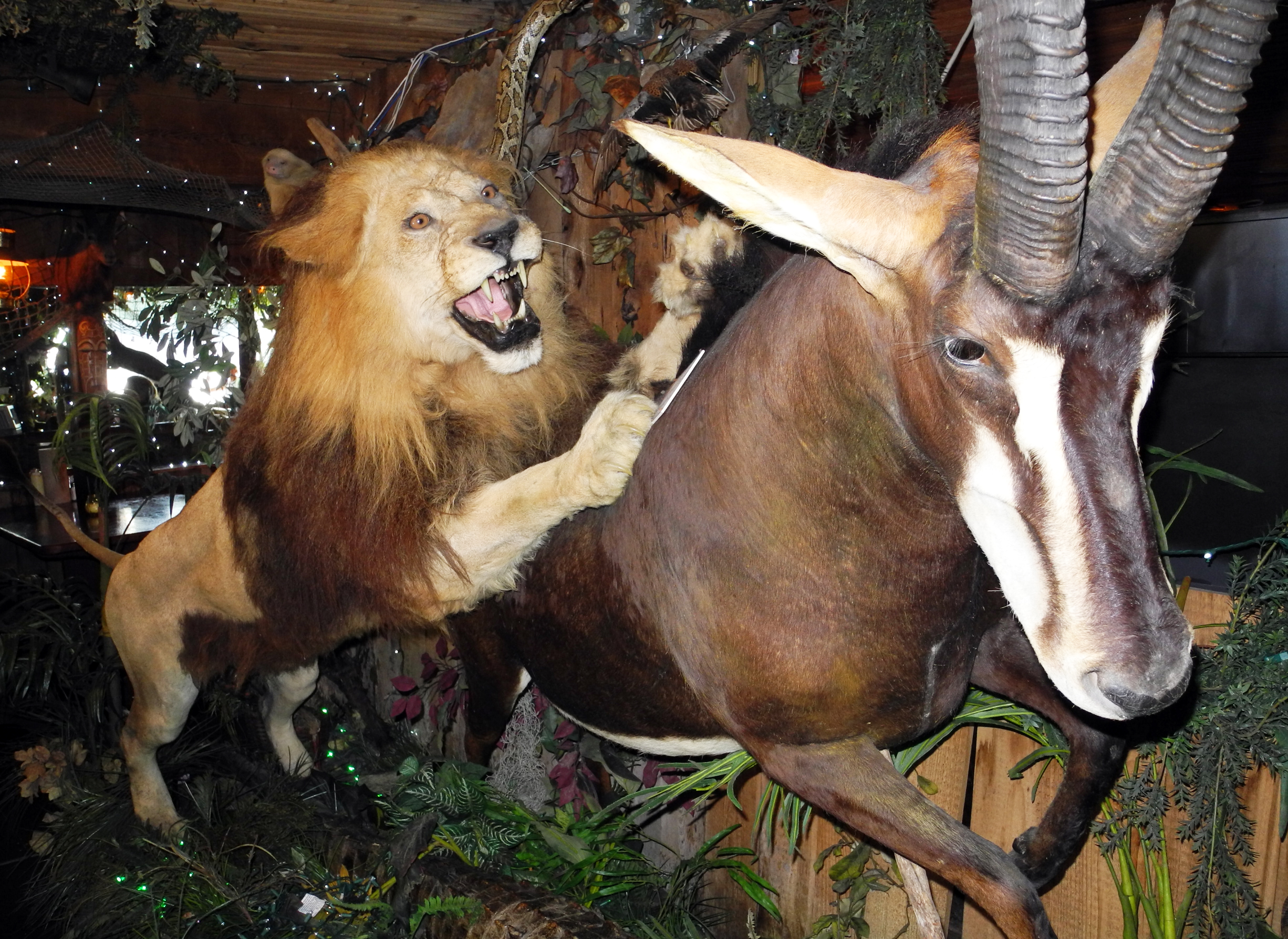 LionAttack LionAttack