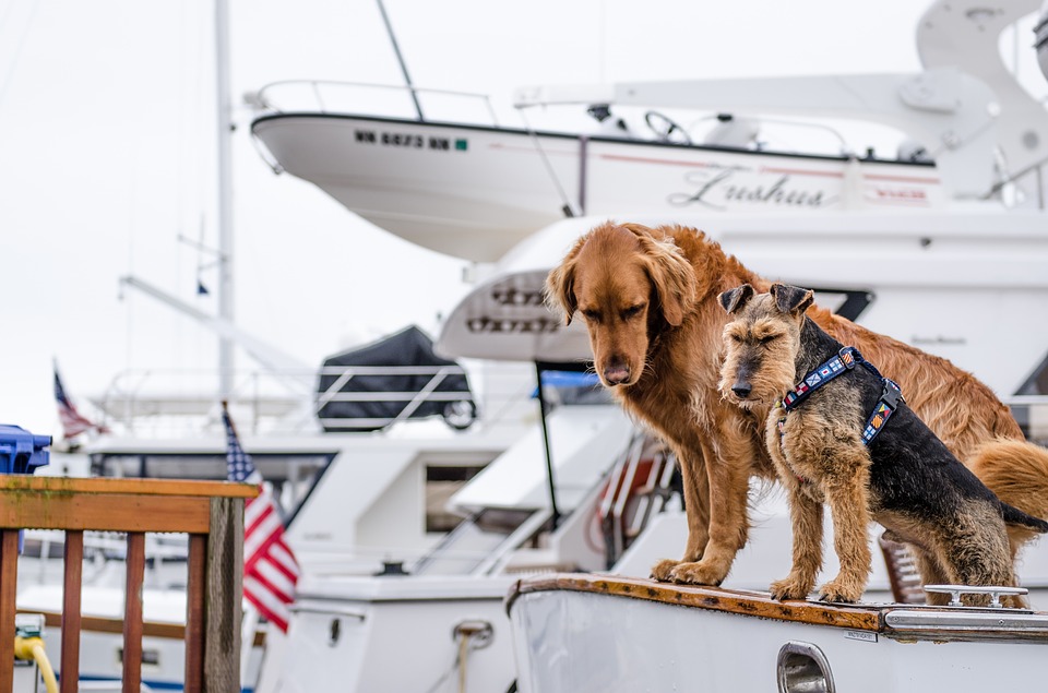 dogsonboat