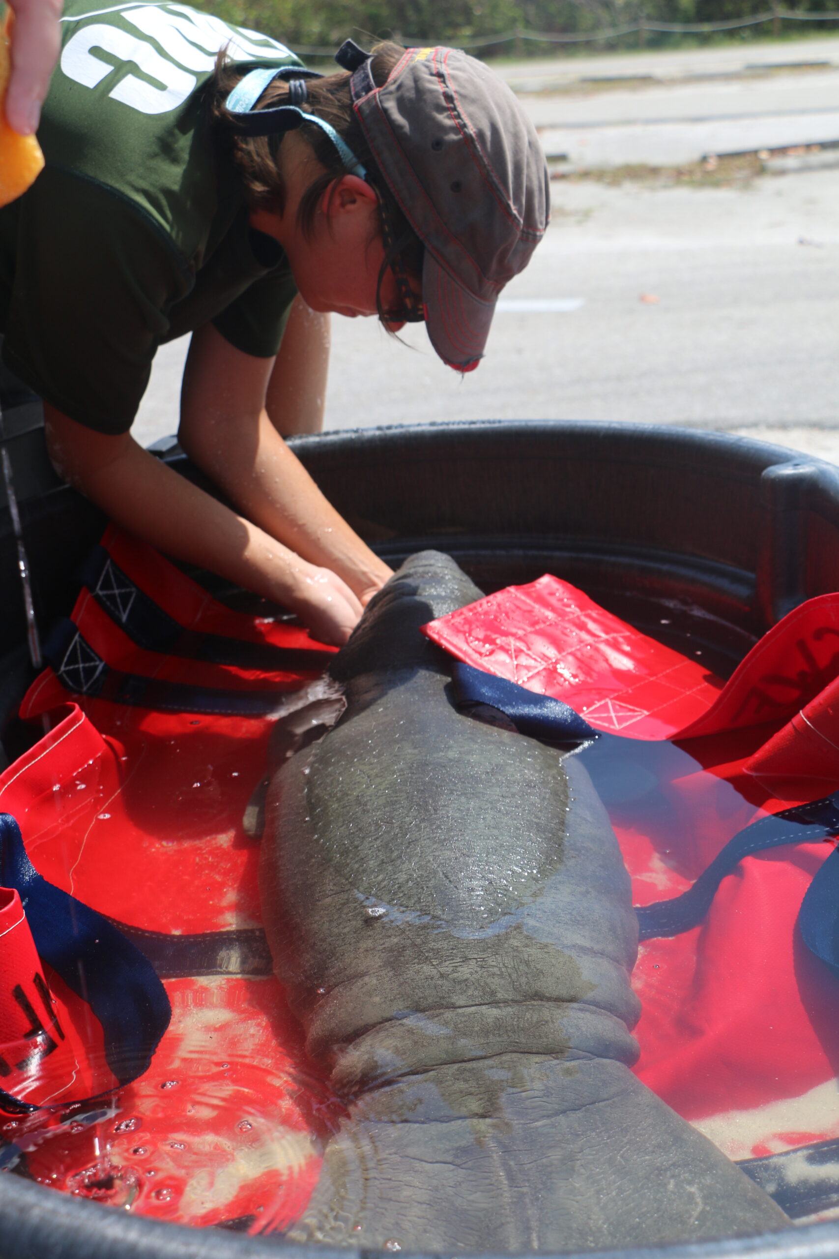 manatee-calf-3_37463102702_o