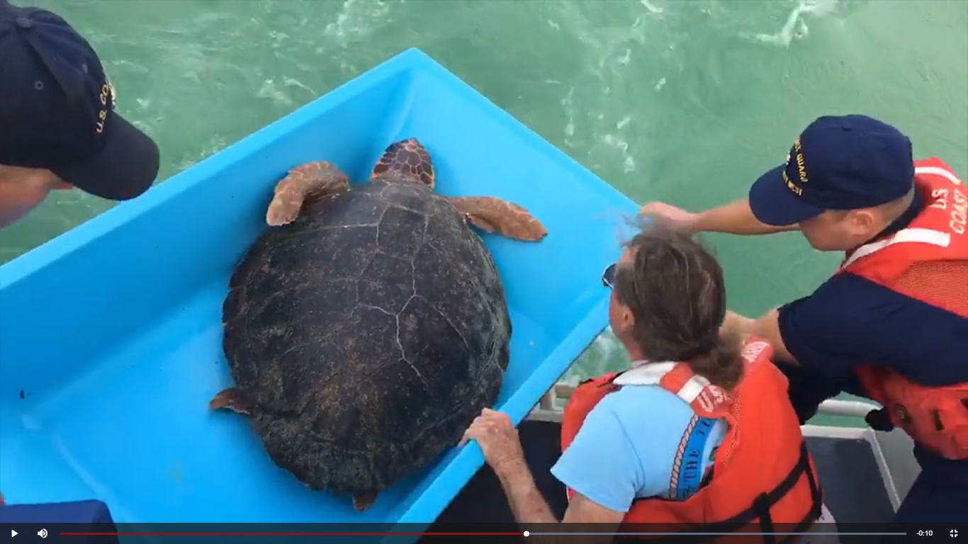 SeaTurtleRelease SeaTurtleRelease
