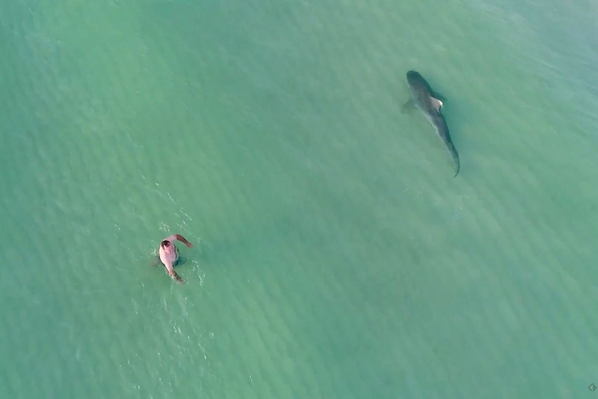 tiger-shark-and-swimmer