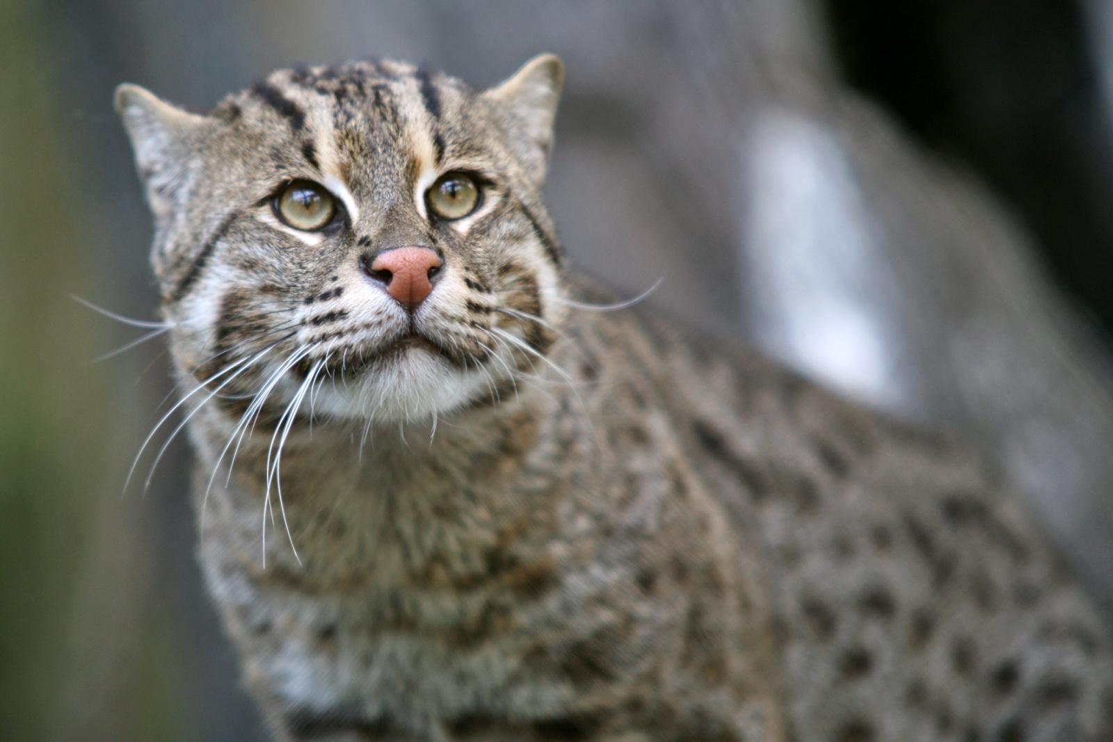 Fishing_Cat_(Prionailurus_viverrinus)_3 Fishing_Cat_(Prionailurus_viverrinus)_3