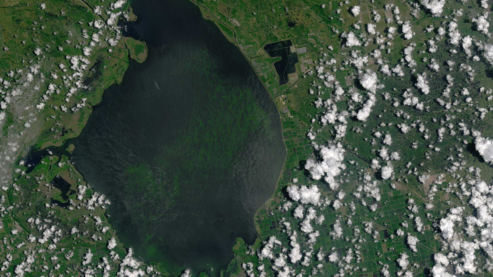 okeechobee_oli_2016184_lrg