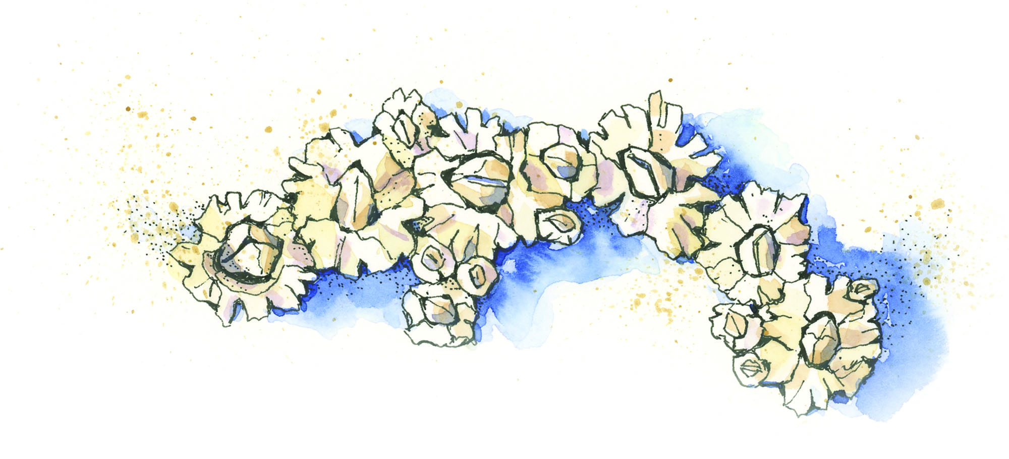 Barnacles-TitleSpread-bottom2_JMACKAY Barnacles-TitleSpread-bottom2_JMACKAY