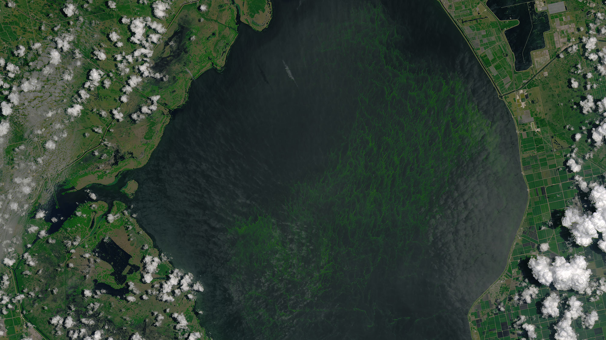 Cropped_lake_okeechobee_oli_2016184_lrg Cropped_lake_okeechobee_oli_2016184_lrg