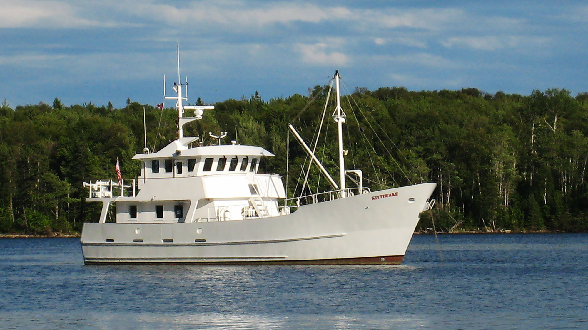 Kittiwake_Web