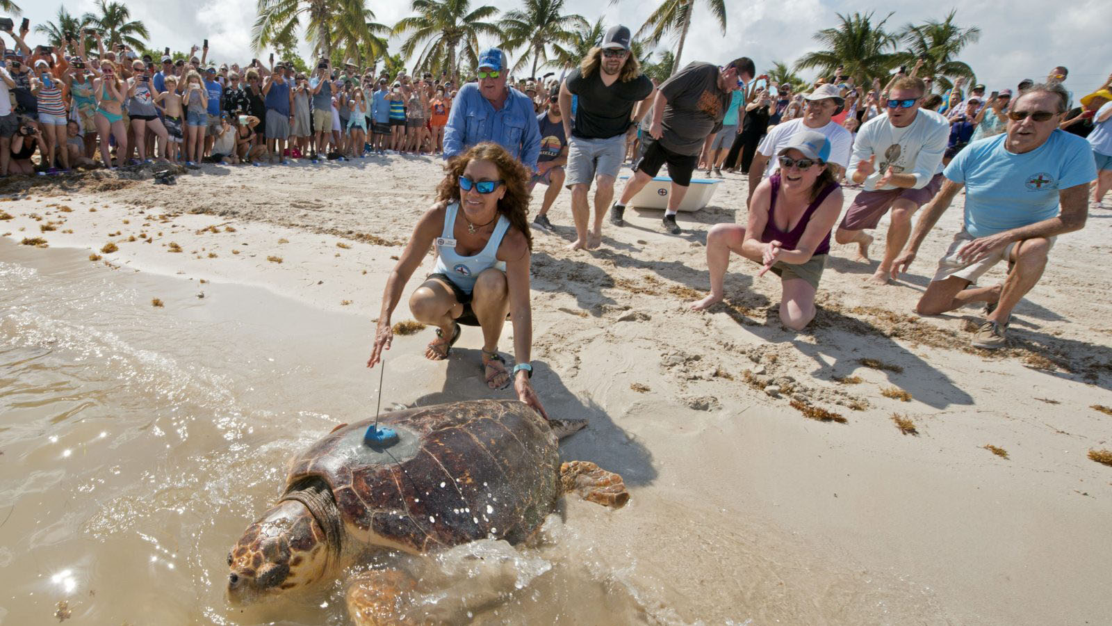 Turtle Opener