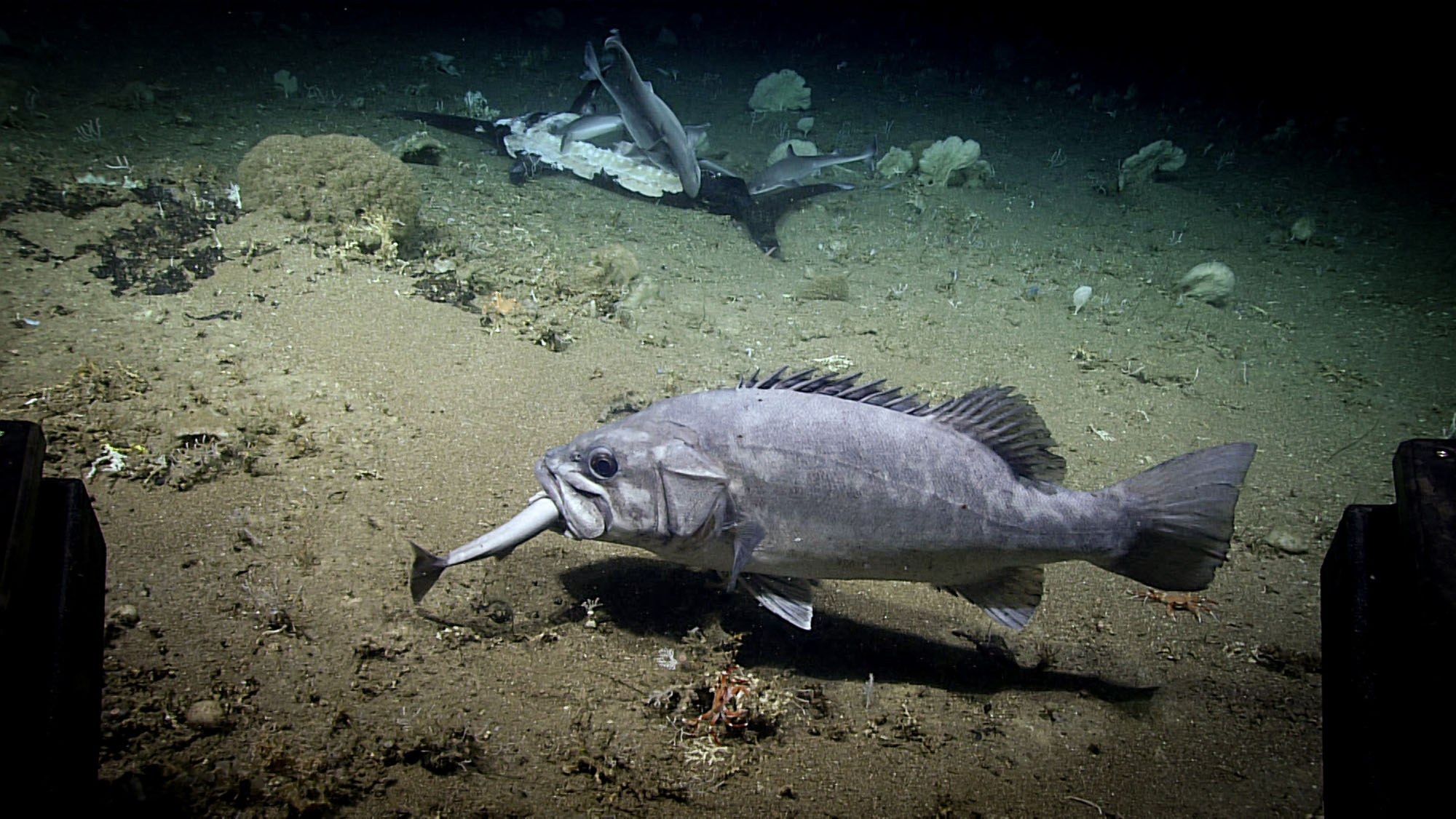 GroupervsShark Opener