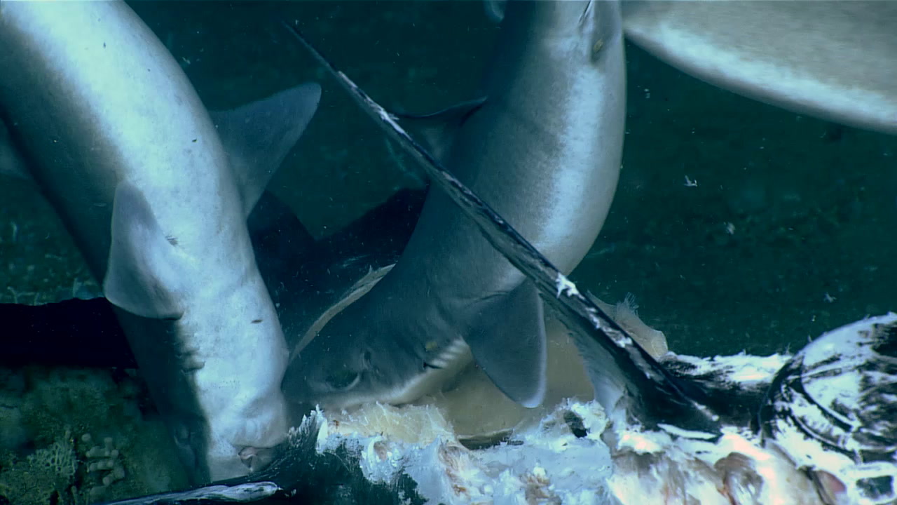 Oh My Grouper, Look at that Shark Oh My Grouper, Look at that Shark