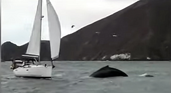 Sailboat Whale encounter