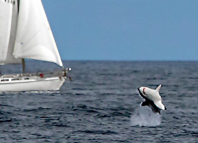 Shark bigger cropped 2 Shark bigger cropped 2