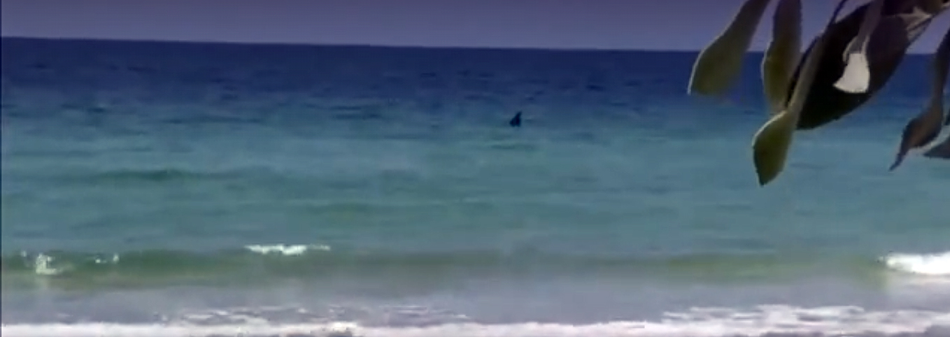 Tampa shark sighting Tampa shark sighting