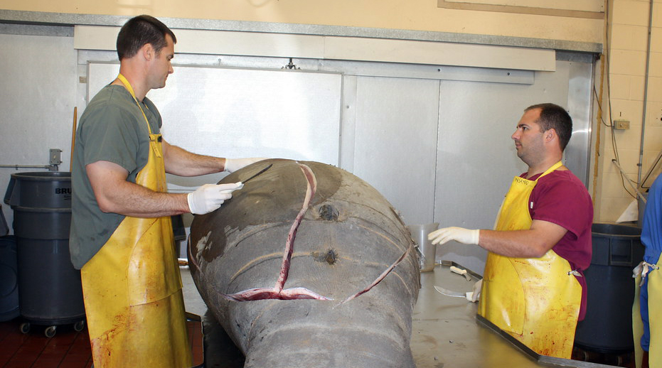 Manatee necropsy