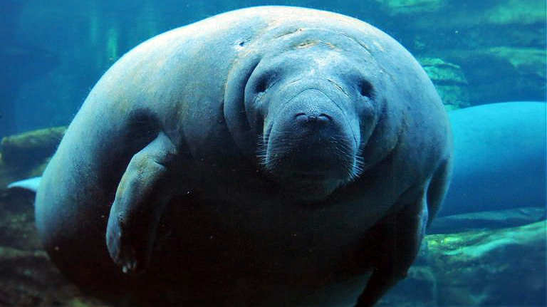 manatees-1640537_1920-2-768x483