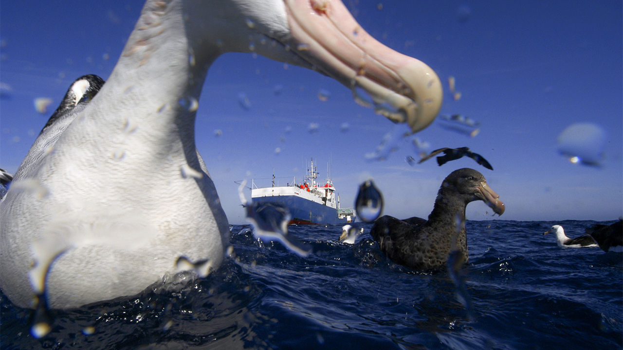 albatross_1280p