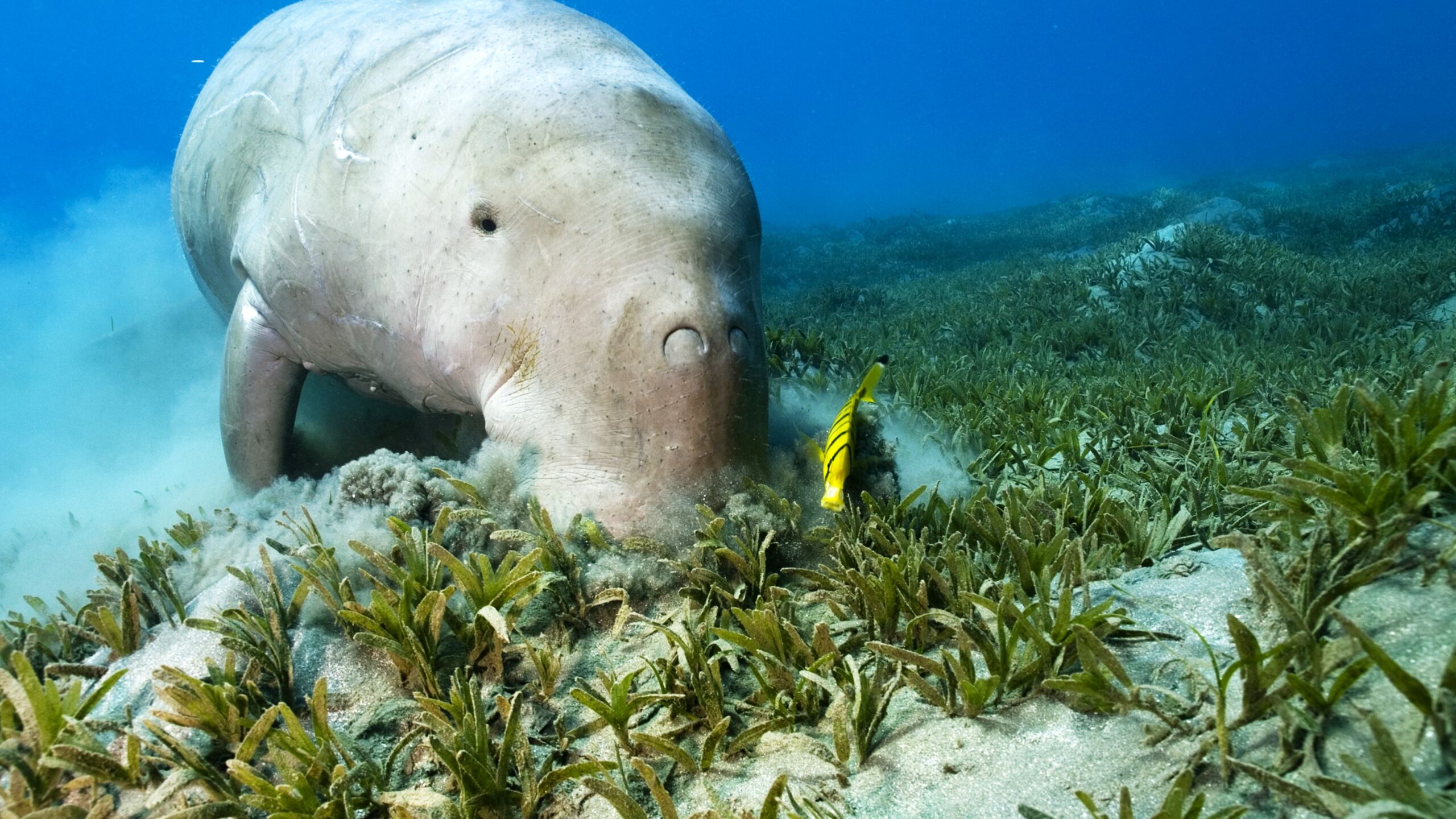 Dugong-and-cleaner-fish-graze-on-seagrass-Egypt-David-Peart-arabianEye-56a5f8915f9b58b7d0df52b7
