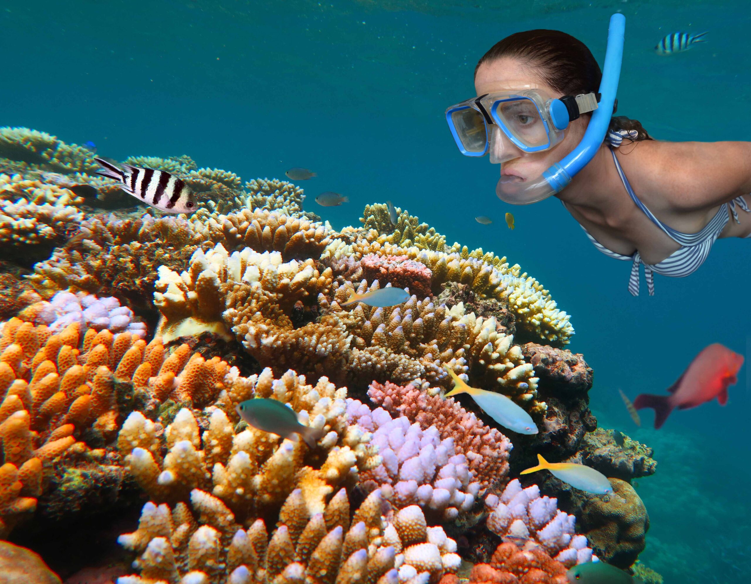 reef snorkel reef snorkel