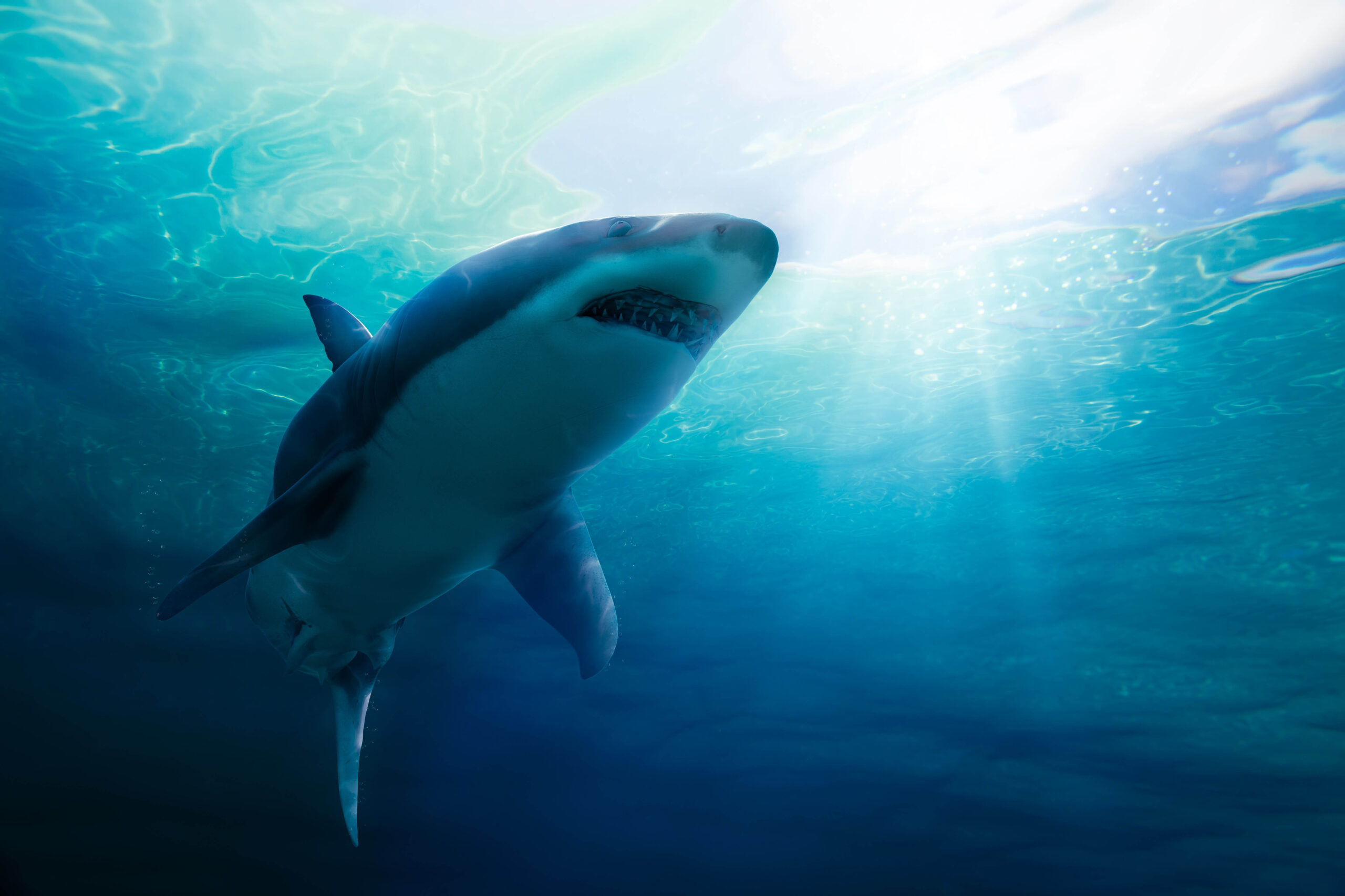 great white shark