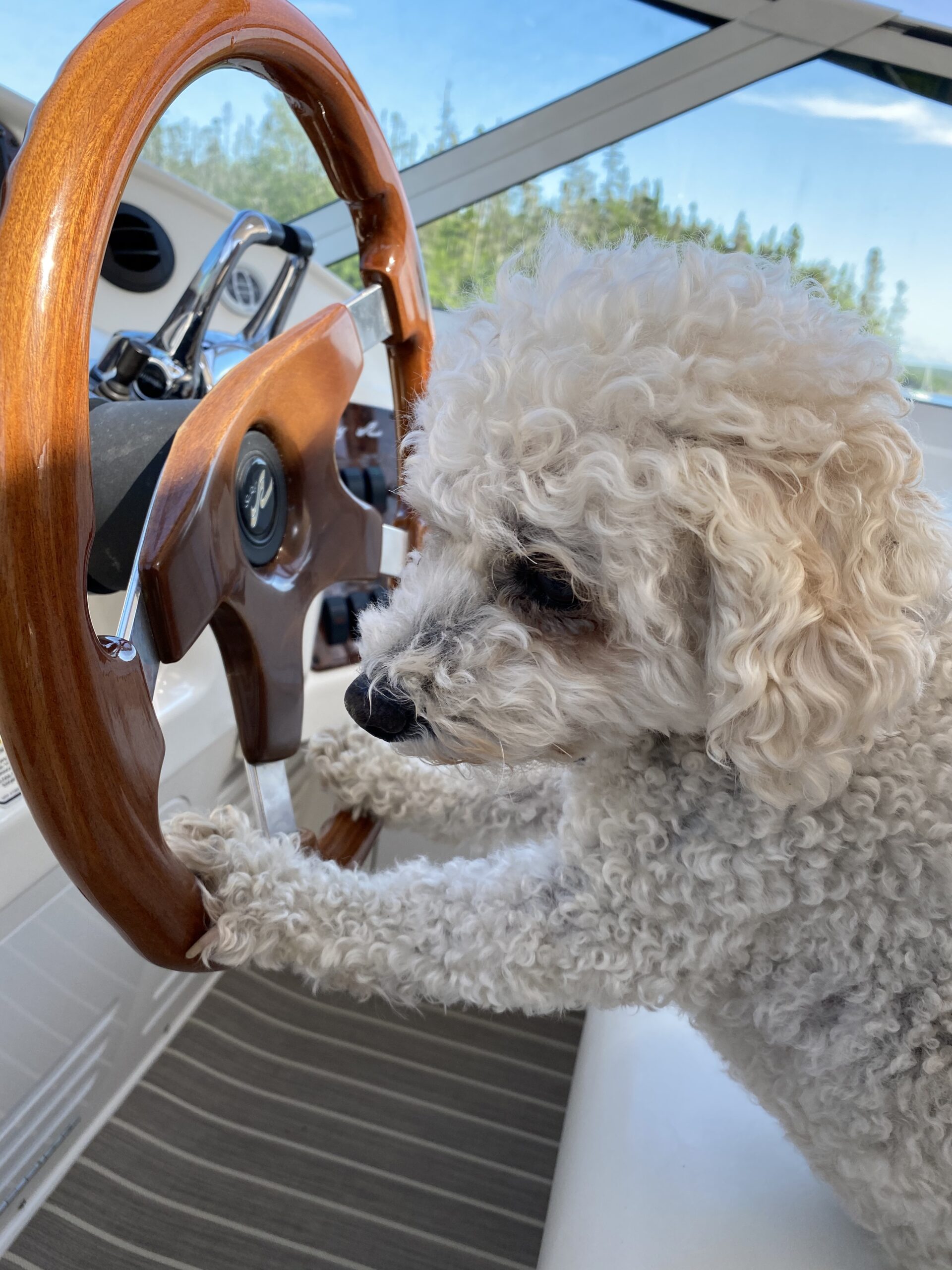 Dogs Meet Gus, a Bichon Frise. He is 13 years old and sails out of Armdale Yacht Club in Halifax, Nova Scotia. He’s also the captain the Sea Ray 540 CPMY Aurora. (Jeff and Kellie Larsen)