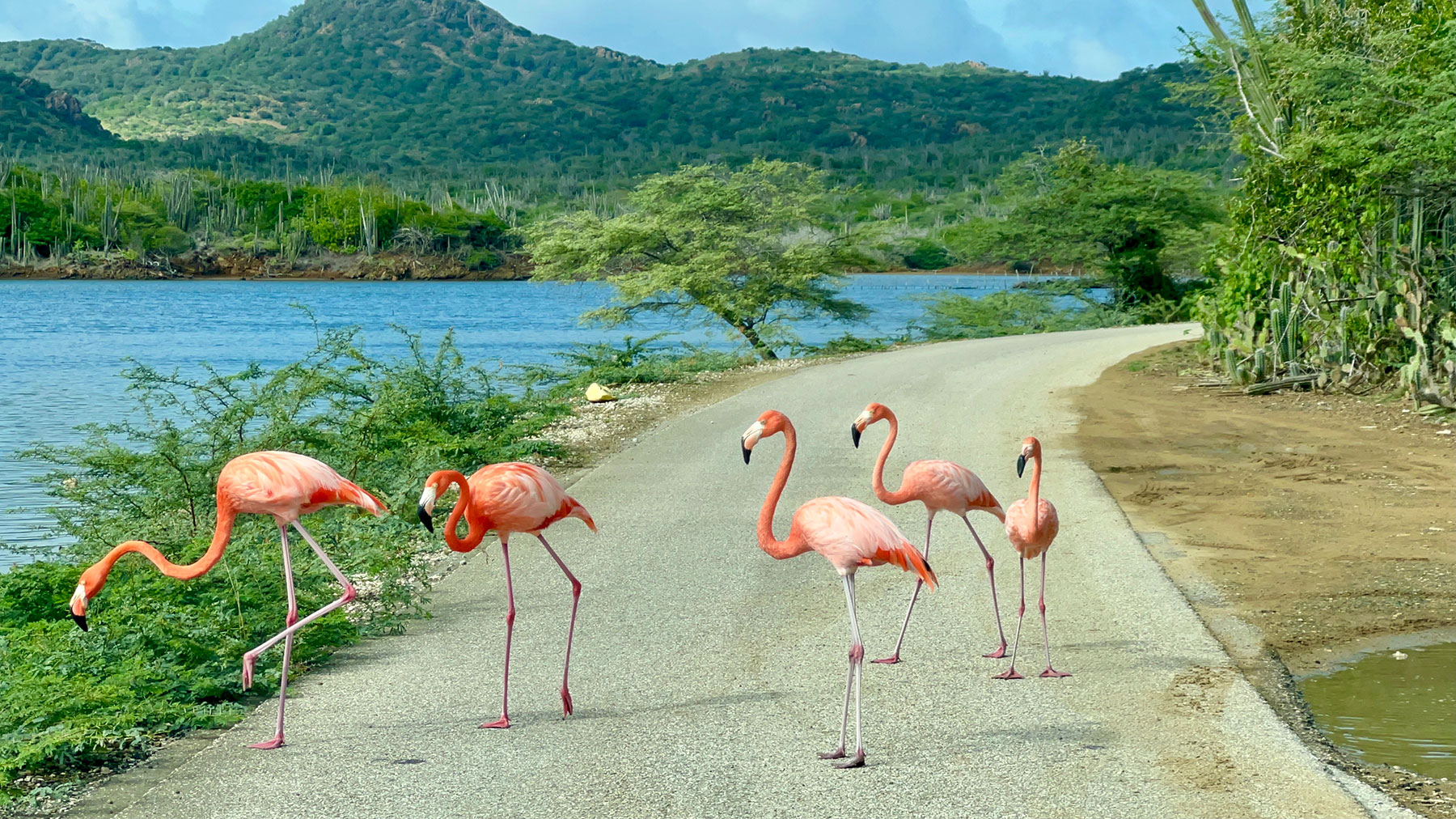Image_D3_Flamingos Image_D3_Flamingos