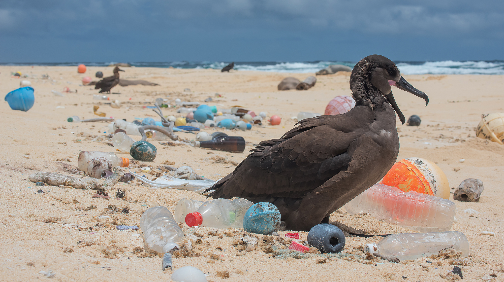 prm-Bird-surrounded-by-plastic-photo-by-Matthew_Chauvin