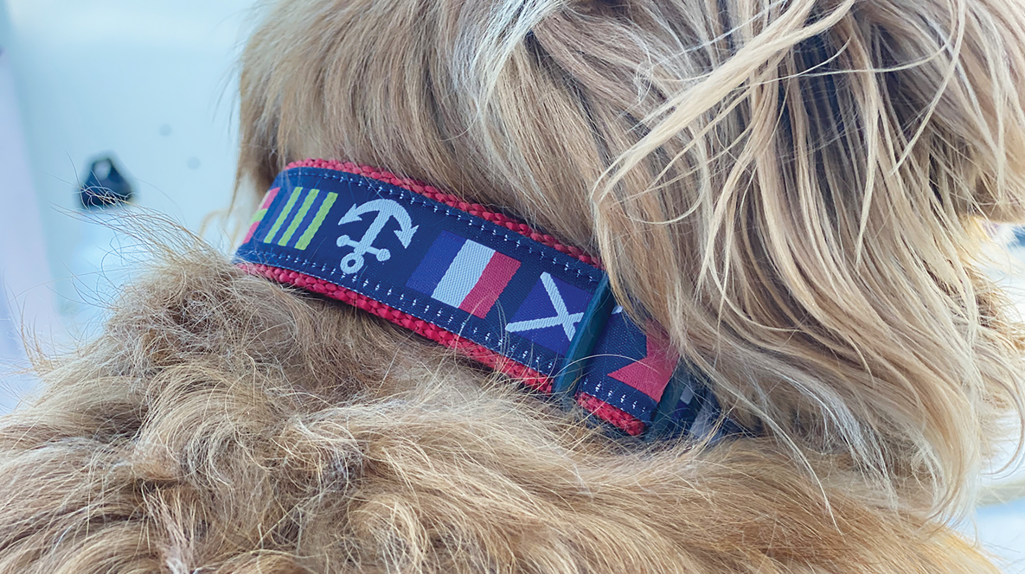 prm-dog-collar prm-dog-collar