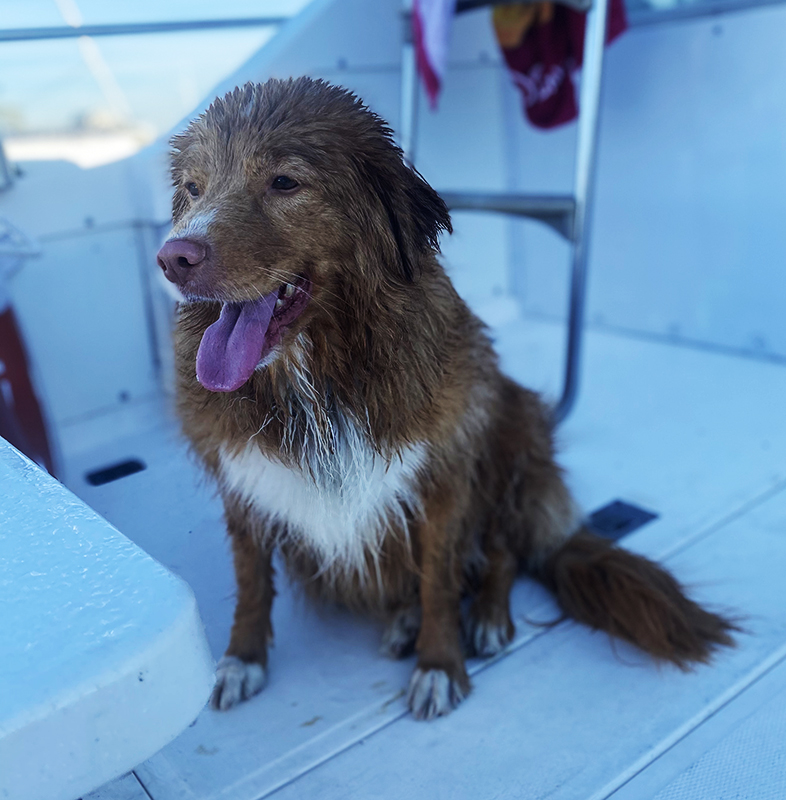 prm-square_wet-dog prm-square_wet-dog