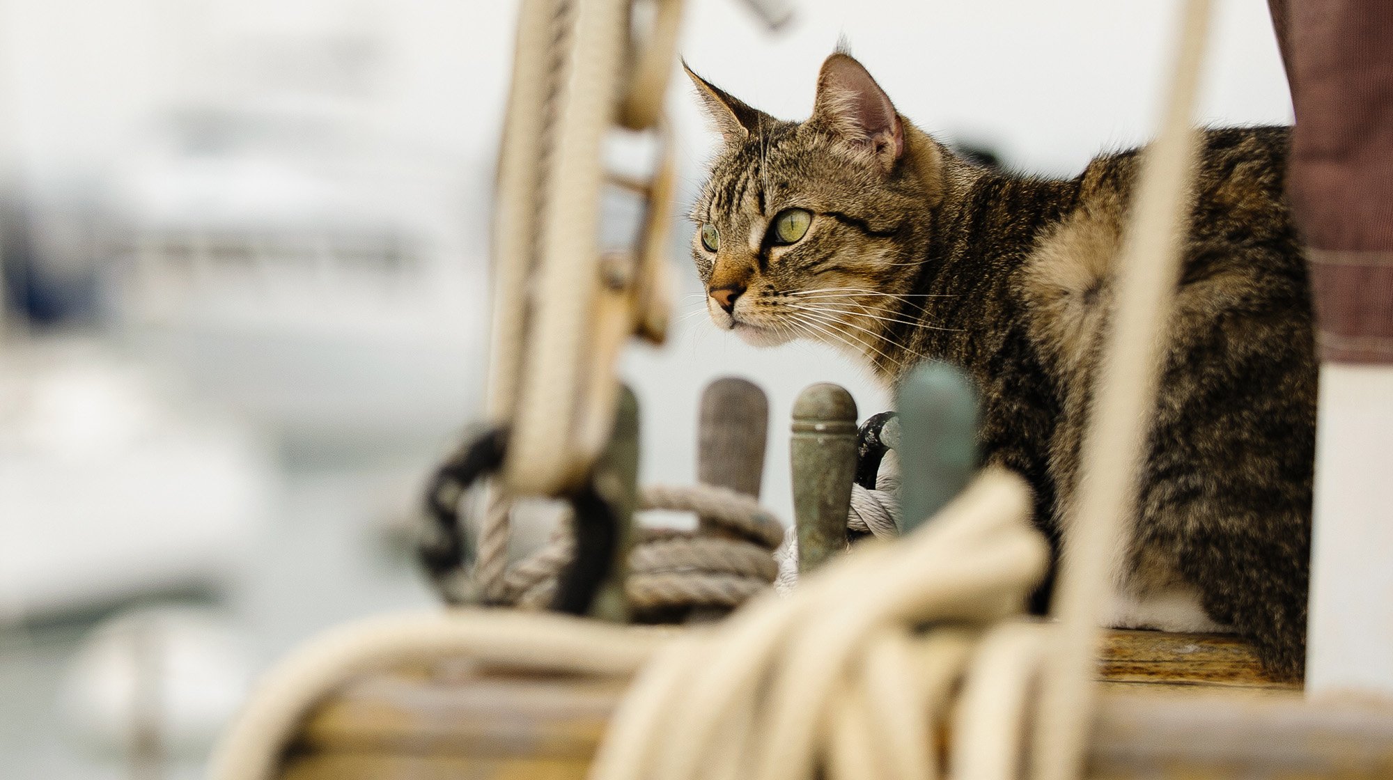 prm_feral-cat