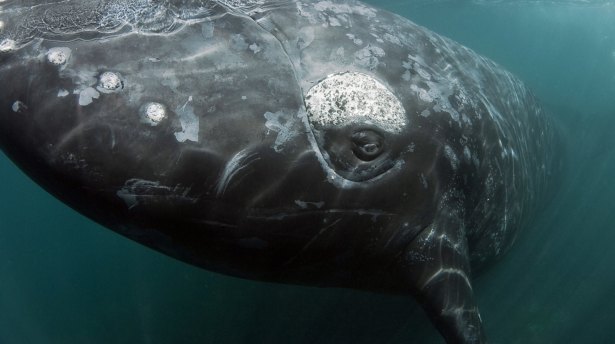 prm_RightWhale